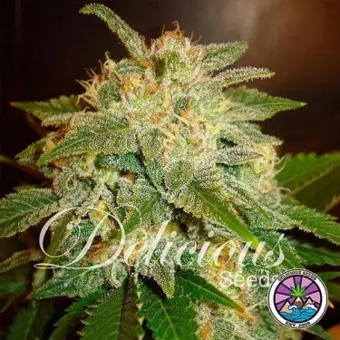 La Bella Afrodita Auto planta de marihuana