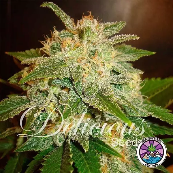 Visualizzazione La Bella Afrodita Auto planta de marihuana