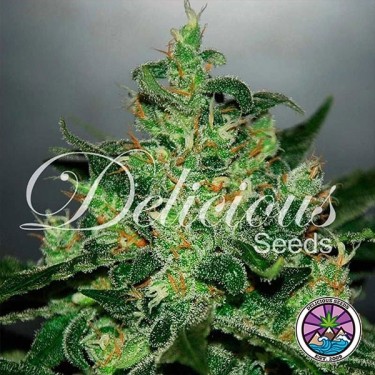 Critical Jack Herer Auto planta de marihuana