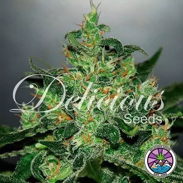 Visualizzazione Critical Jack Herer Auto planta de marihuana