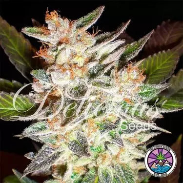 Delicious Candy Auto planta de marihuana
