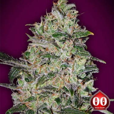 Visualizzazione Bubble Gum Fast - Planta de marihuana