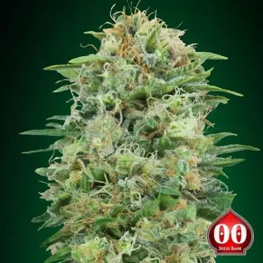 White Widow CBD planta de marihuana