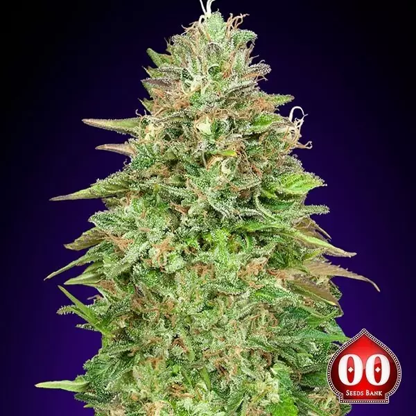 Visualizzazione Critical Poison Fast planta de marihuana