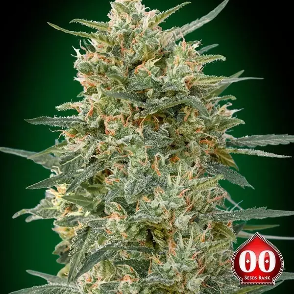 Visualizzazione Gorilla Fast planta de marihuana