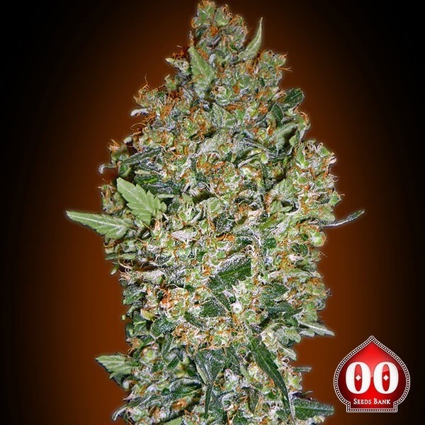 Visualizzazione Cheese Berry planta de marihuana
