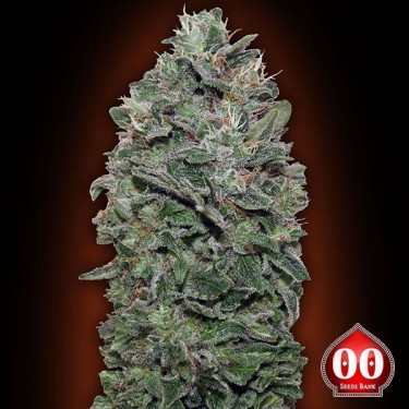 Visualizzazione Sweet Soma planta de marihuana