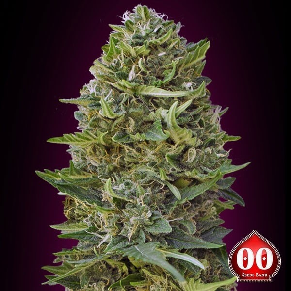 Visualizzazione Caramel Kush planta de marihuana