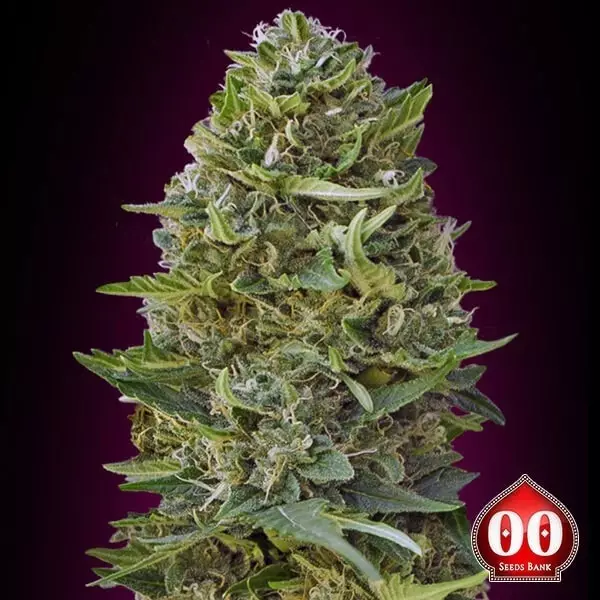 Visualizzazione Caramel Kush planta de marihuana