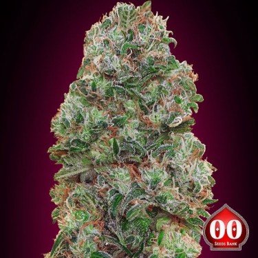 Visualizzazione Bubble Gum planta de marihuana