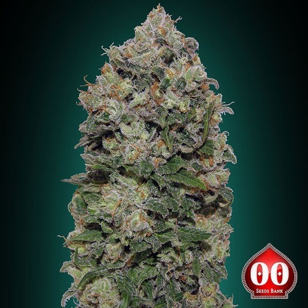 Visualizzazione Northern Lights planta de marihuana