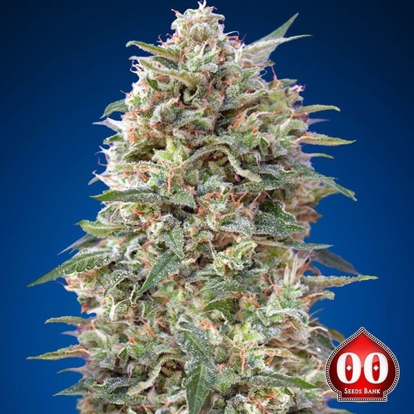 Visualizzazione California Kush planta de marihuana