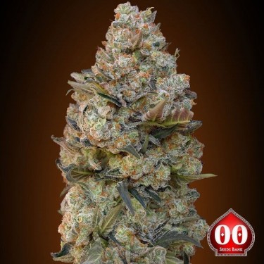 Chocolate Skunk
