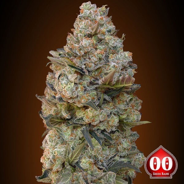 Visualizzazione Chocolate Skunk plantas de marihuana