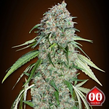 Visualizzazione Chocolate Skunk CBD planta de marihuana