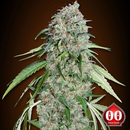 Chocolate Skunk CBD planta de marihuana