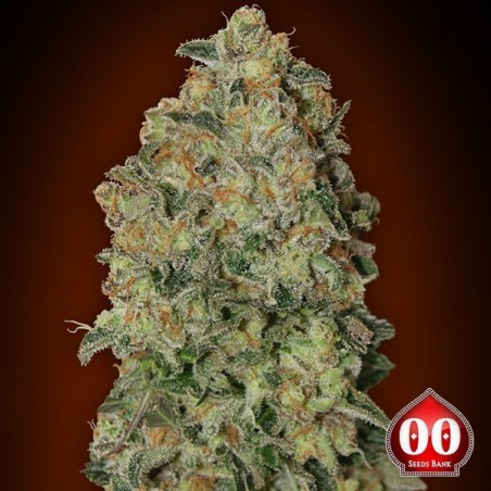 Auto Chocolate Skunk planta de marihuana