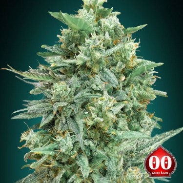 Visualizzazione Auto Northern Lights XXL planta de marihuana