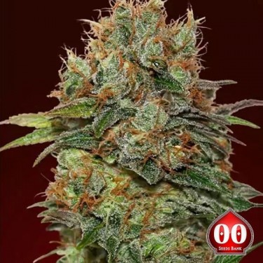 Visualizzazione Chocolate Kush planta de marihuana