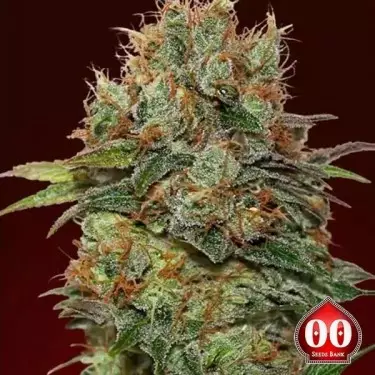 Chocolate Kush planta de marihuana