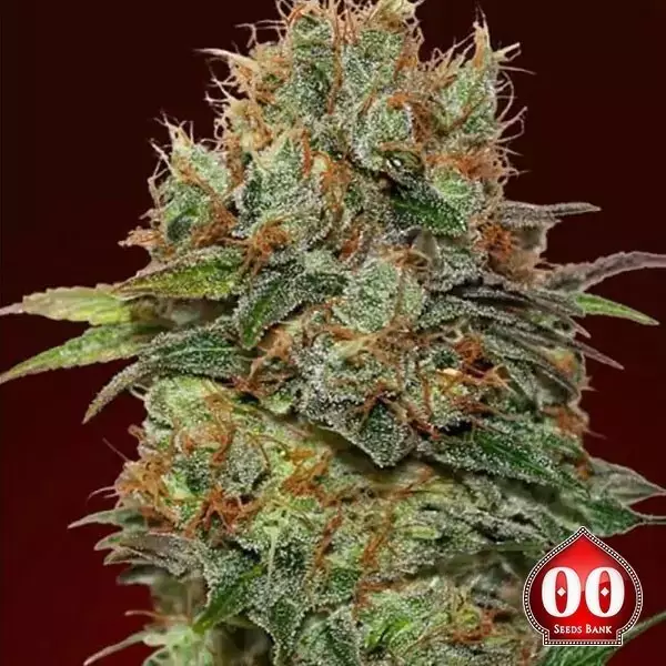 Visualizzazione Chocolate Kush planta de marihuana