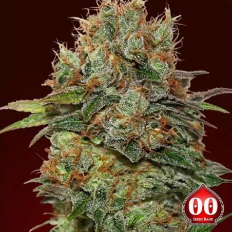 Chocolate Kush planta de marihuana