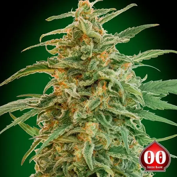 Visualizzazione Auto Gorilla planta de marihuana