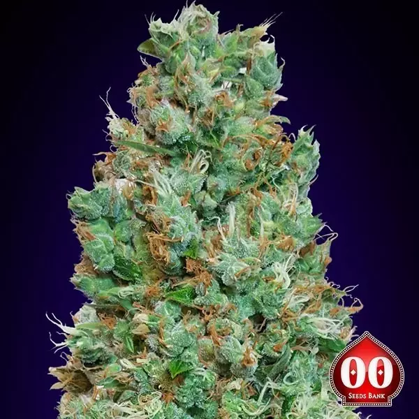 Visualizzazione Auto Blueberry planta de marihuana