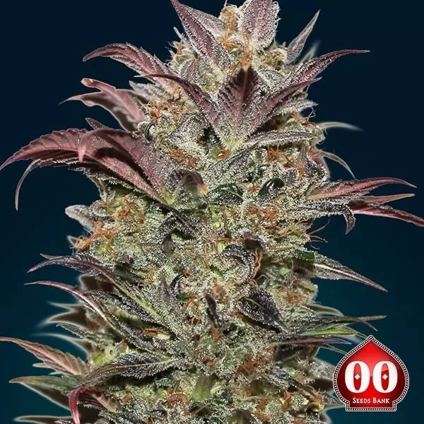 Visualizzazione Auto Chocolate Cream - Planta de marihuana