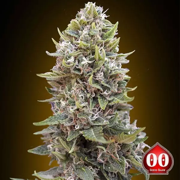 Visualizzazione Auto Cheese Berry planta de marihuana