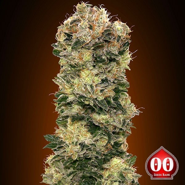 Visualizzazione Auto Sweet Soma planta de marihuana