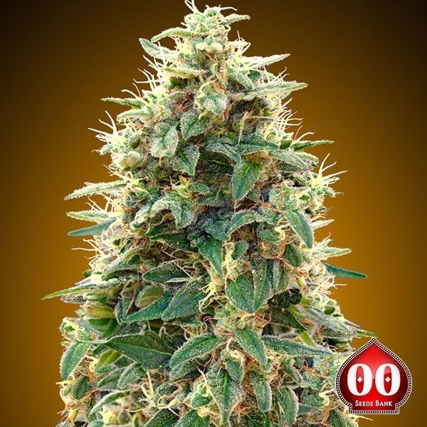 Visualizzazione Auto 00 Cheese planta de marihuana