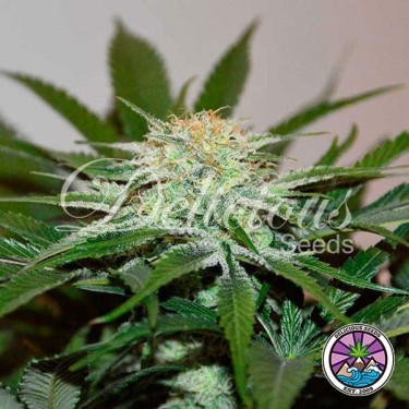 Visualizzazione Pianta di marijuana Descojack