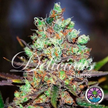 Cotton Candy