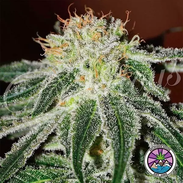 Black Russian planta de marihuana