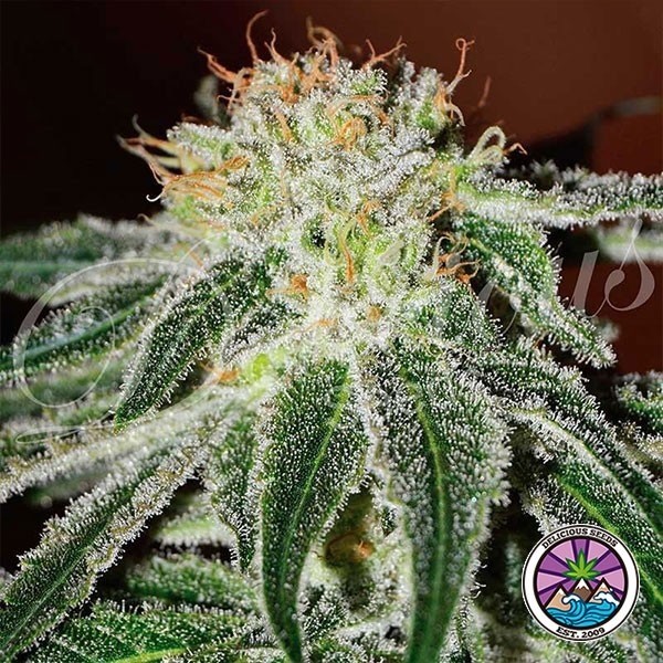 Visualizzazione Black Russian planta de marihuana