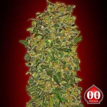 Chocolate Kush