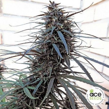 Purple Haze x Malawi fem.