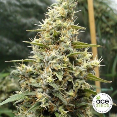 Panama Haze fem.