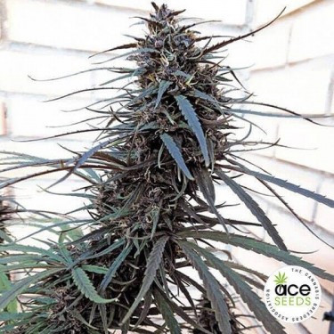Purple Haze x Malawi Regolare