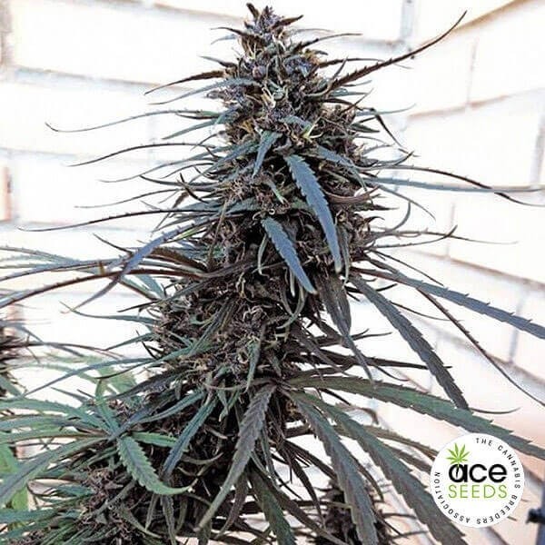 Visualizzazione Purple Haze x Malawi Regular planta de marihuana