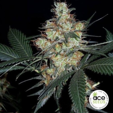 Visualizzazione Nepal Jam regular planta de marihuana