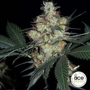 Nepal Jam regular planta de marihuana