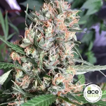 Orient Express regular planta de marihuana