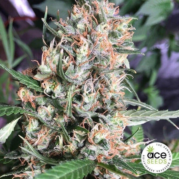 Visualizzazione Orient Express regular planta de marihuana