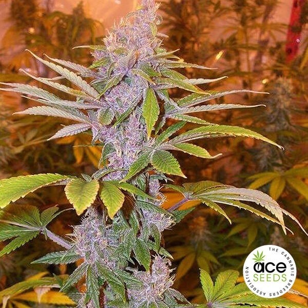 Visualizzazione Pakistan Chitral Kush regular planta de marihuana