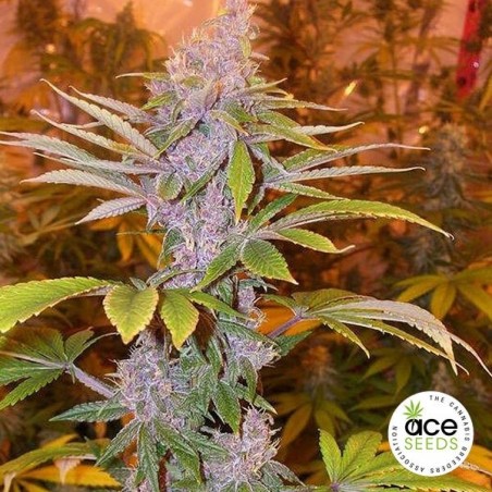 Pakistan Chitral Kush Regolare