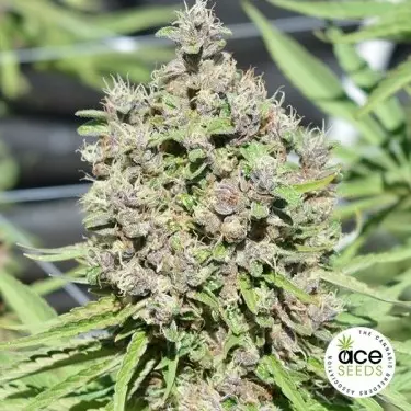 Malawi x PCK regular planta de marihuana