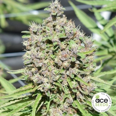 Malawi x PCK regular planta de marihuana