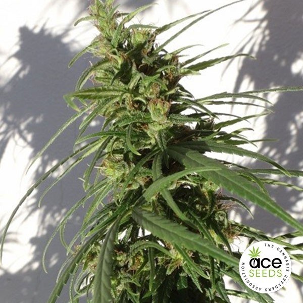 Visualizzazione Etíope regular planta de marihuana